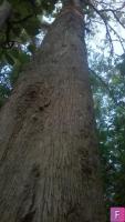 Large Size Teak Wood for Slaughter & Sale, Karukachal