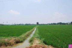 150 Acres Agri Land for Sale Fenced with free Electricity
