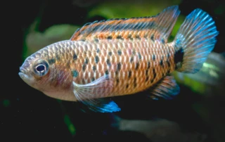 beautiful indian fish