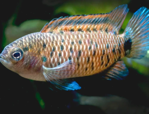 Top 10 Most Beautiful Indian Fish