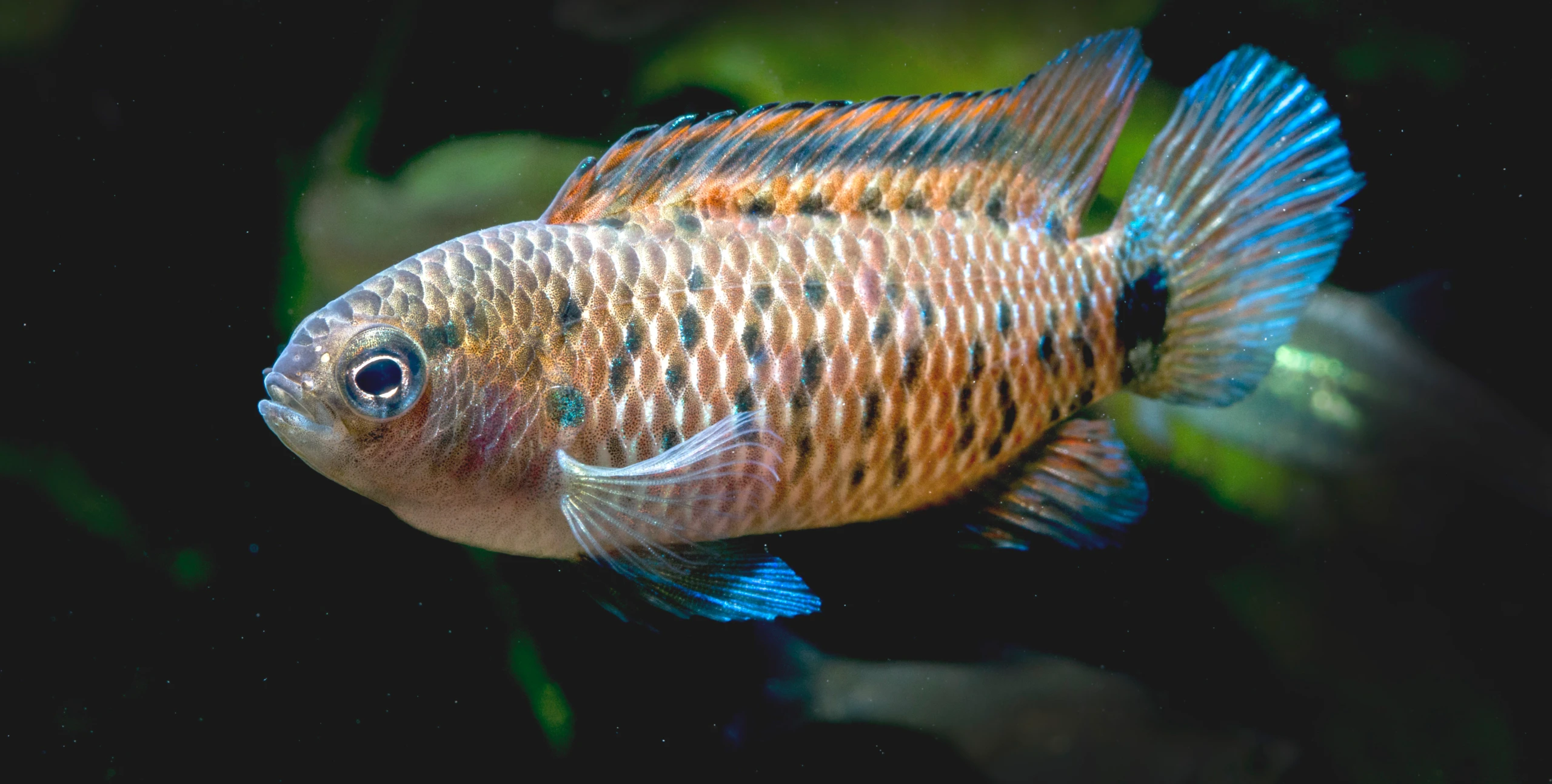 beautiful indian fish