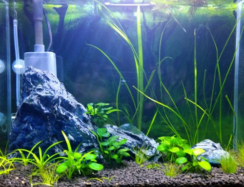 Cheap DIY CO2 Diffuser for Planted Aquarium