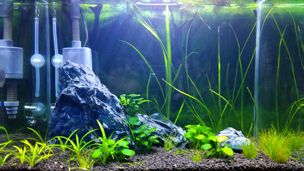 Cheap DIY CO2 Diffuser for Planted Aquarium Magazine