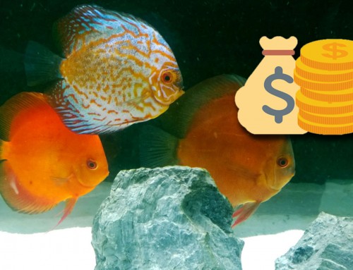 How Aquarium Fish Keeping Hobby can make you Money