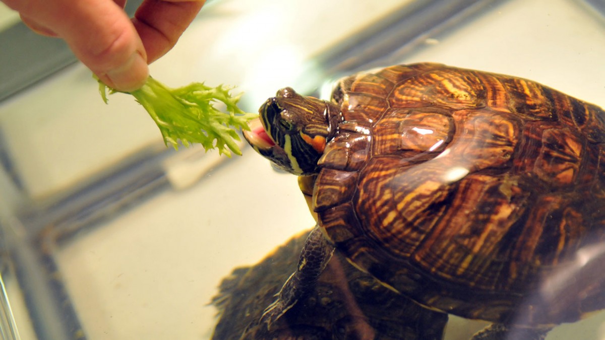 Turtles At Home Understanding Their Needs And How To Fulfill Them 