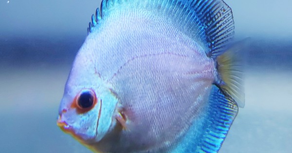 Blue Diamond Discus Fish