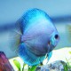 Blue Diamond Discus Fish