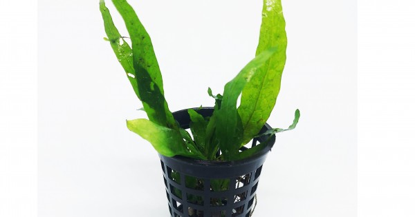 Microsorum pteropus 'Narrow' - Java Fern