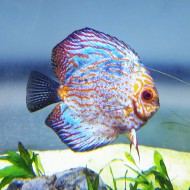 Pigeon Checkerboard Discus Fish (Old Mother)