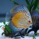 Checkerboard Pigeon Discus Fish