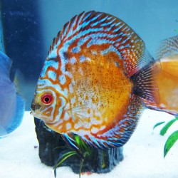 Checkerboard Pigeon Discus Fish